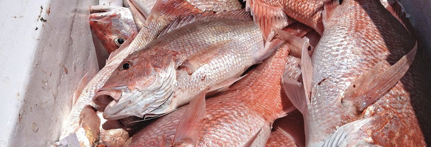 Alabama leaders applaud Red Snapper announcement