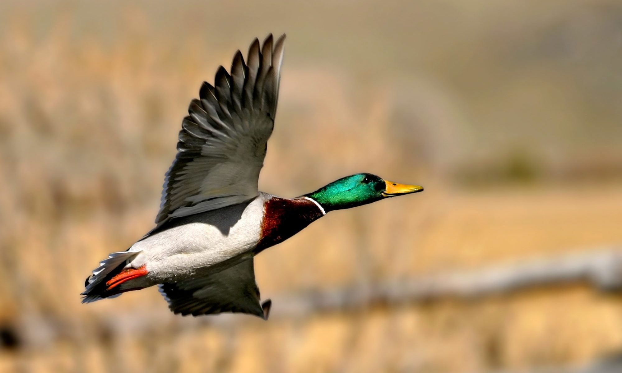 Legislature passes lifetime waterfowl stamp bill