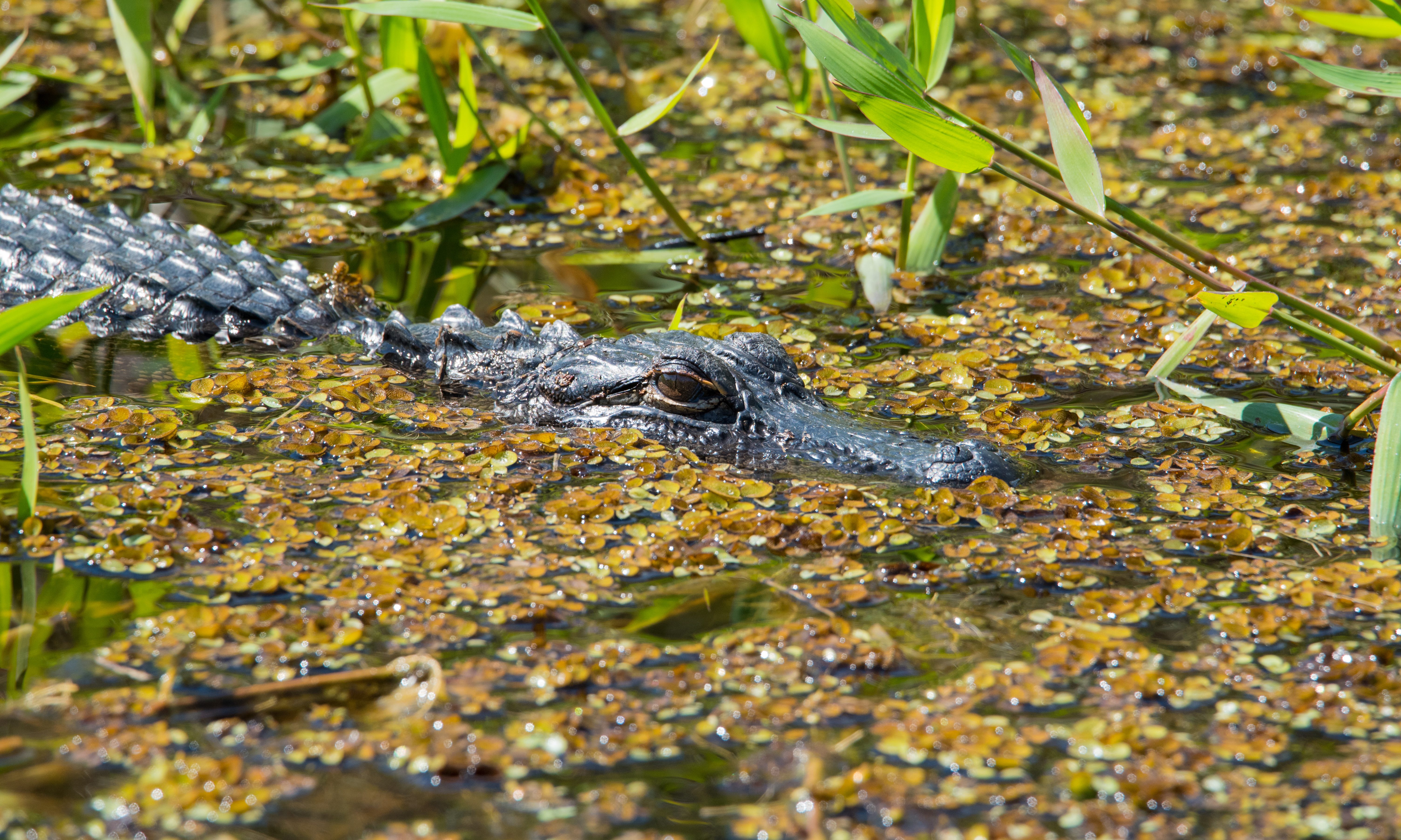 Registration for alligator hunting is underway