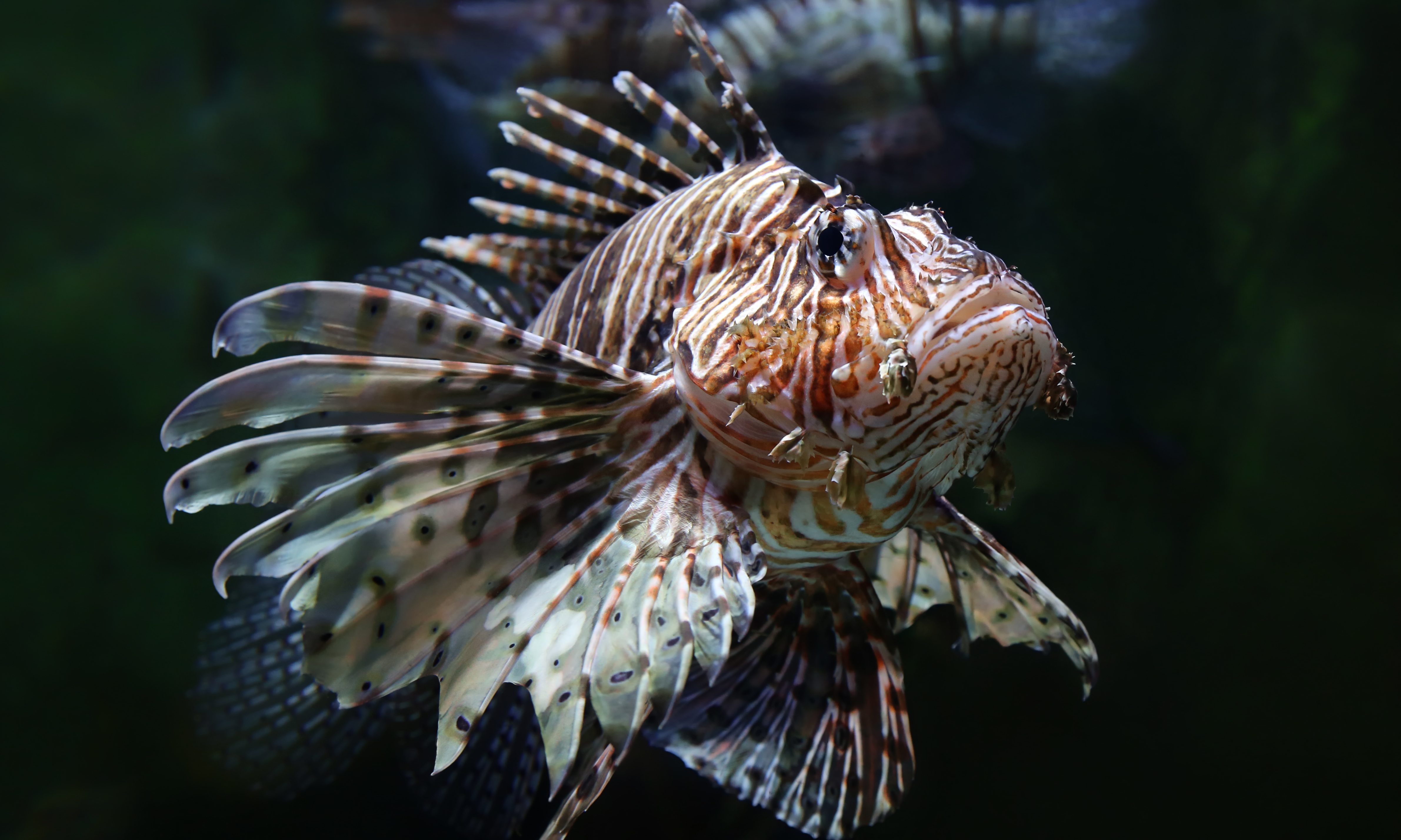 State is holding first ever Alabama Lionfish challenge