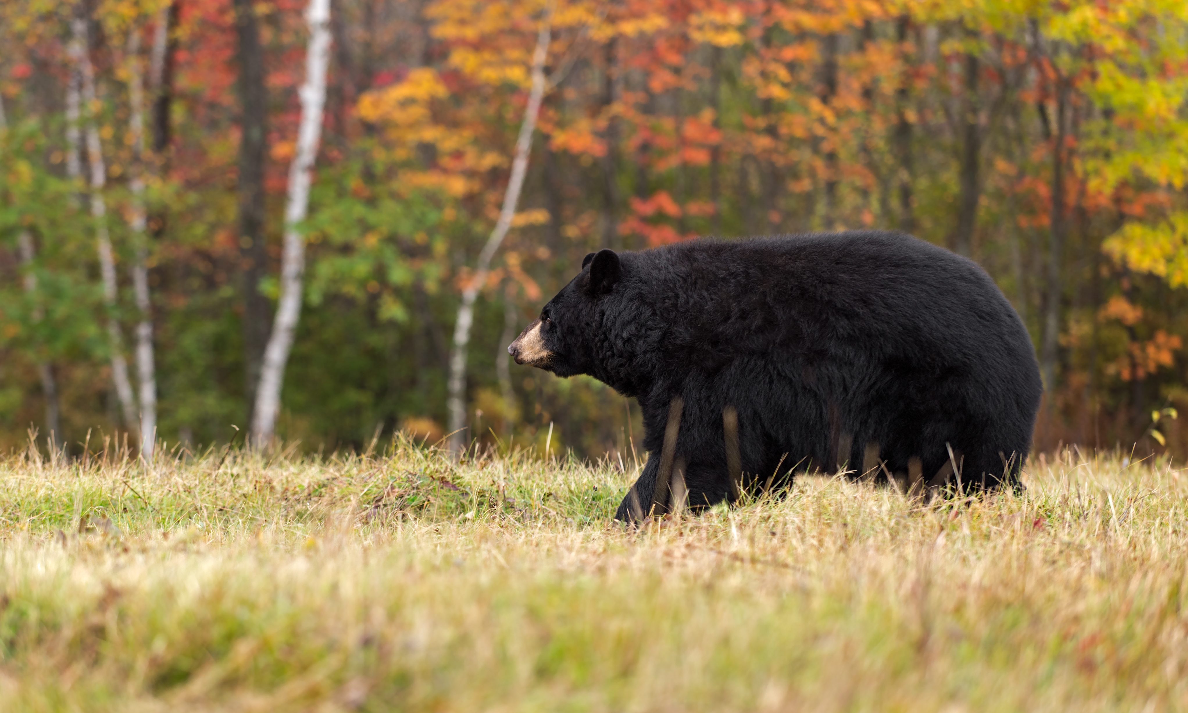 Don’t run from the bears