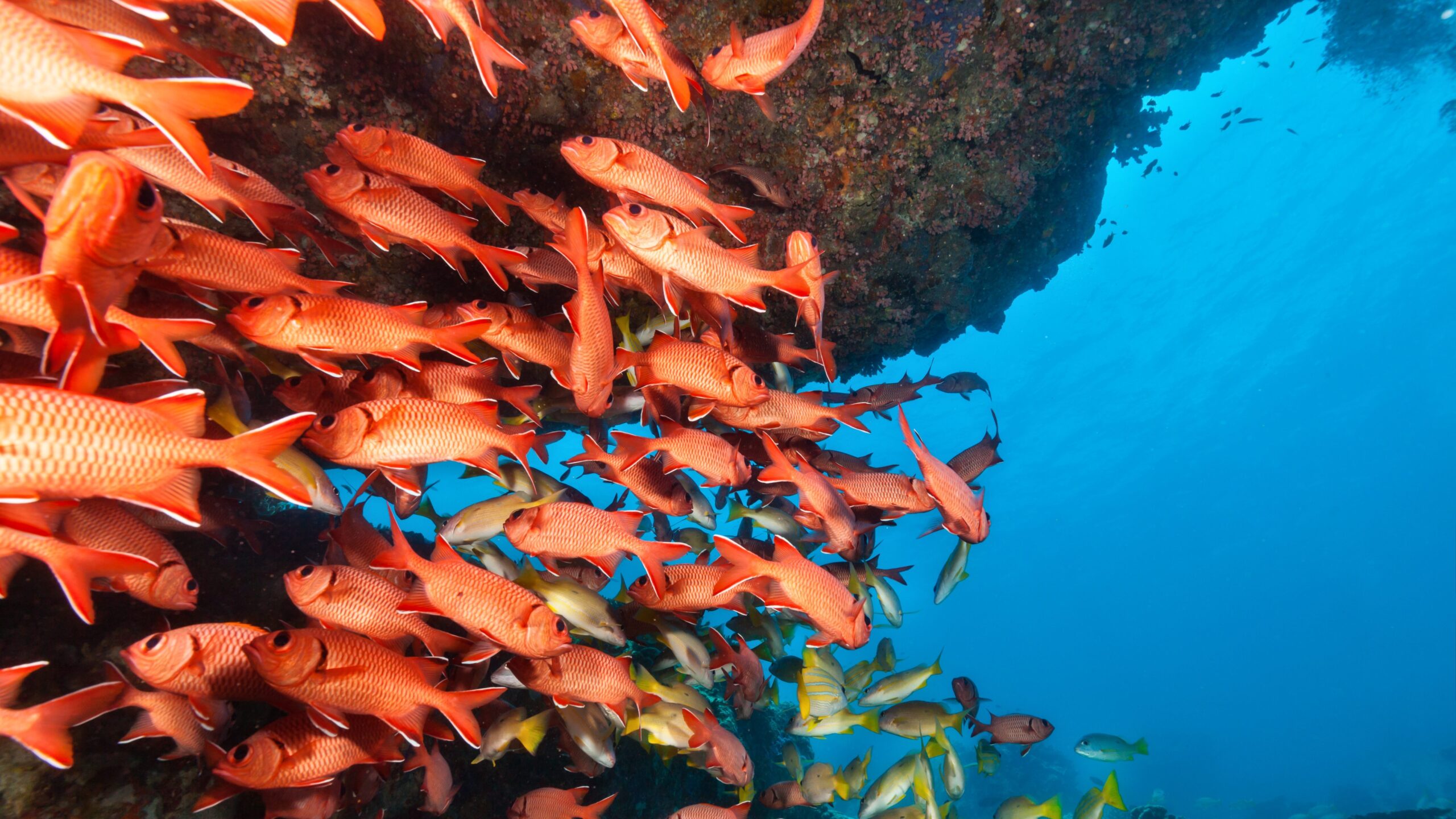 Sen. Britt’s “Illegal Red Snapper and Tuna Enforcement Act” passes Senate committee