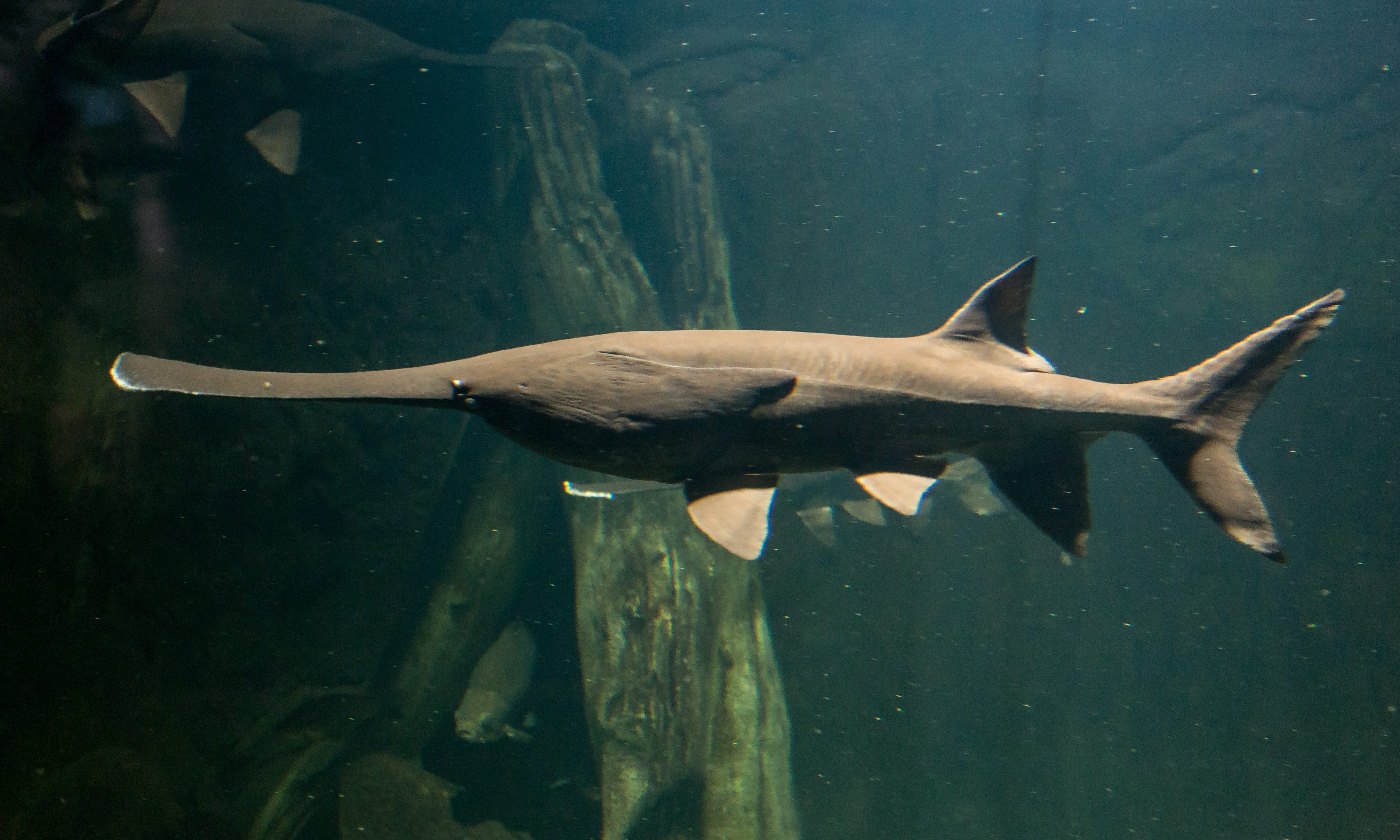 State suspends commercial paddlefish seasons on the Alabama River indefinitely