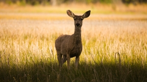 Mandatory testing dates announced for Alabama’s CWD Management Zone