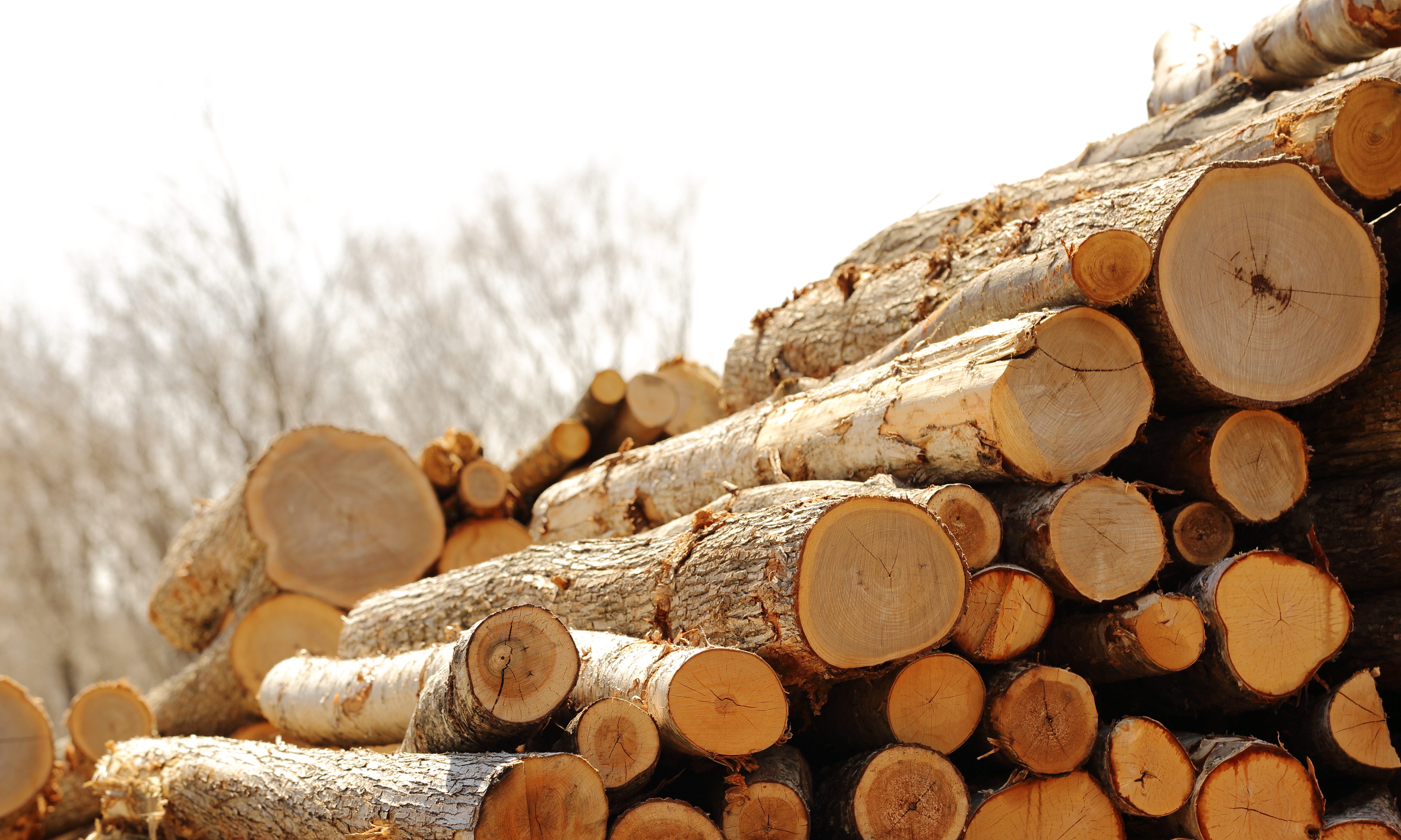 Forestry industry is driving the rural economy