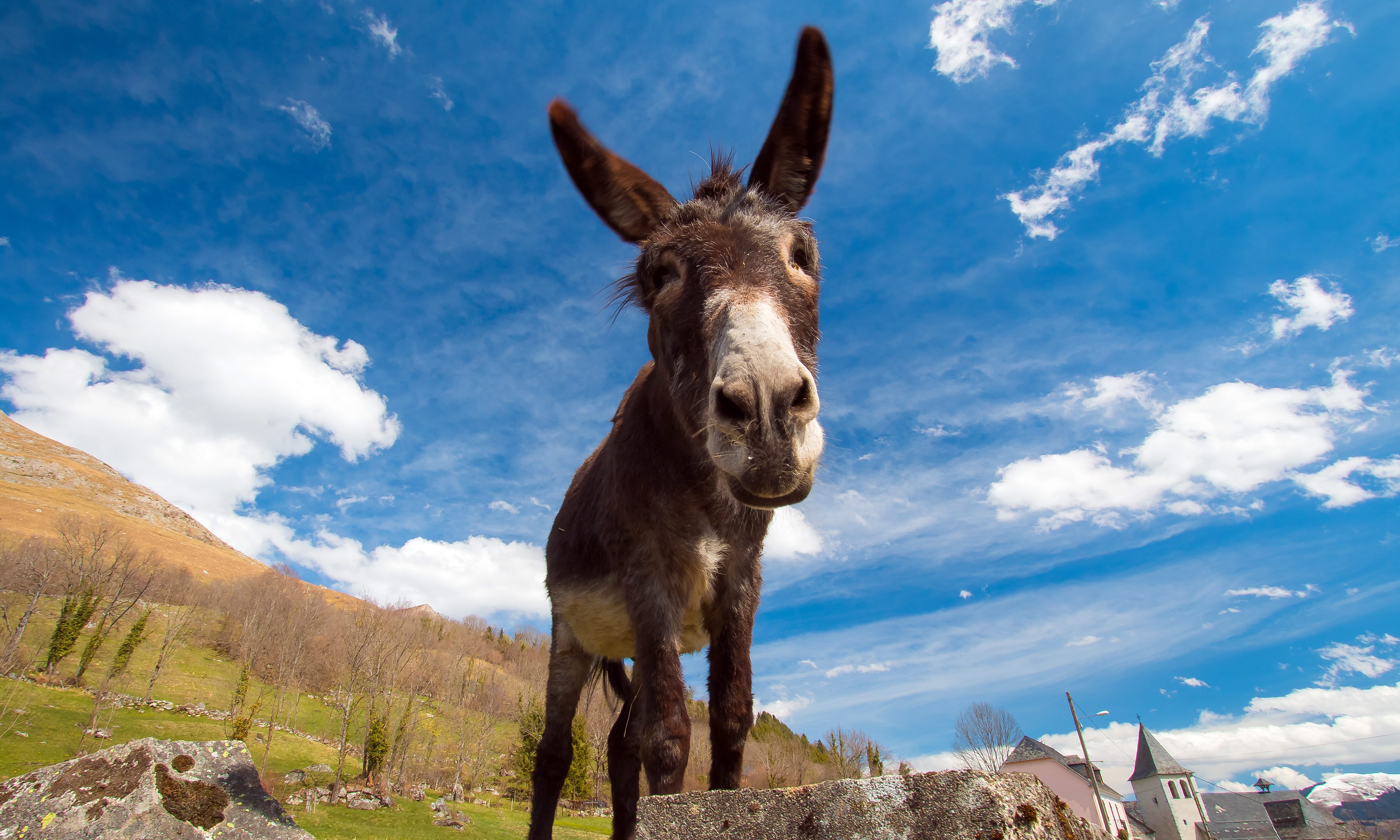 Poarch Creek Indians believe Alabamians are fools and…