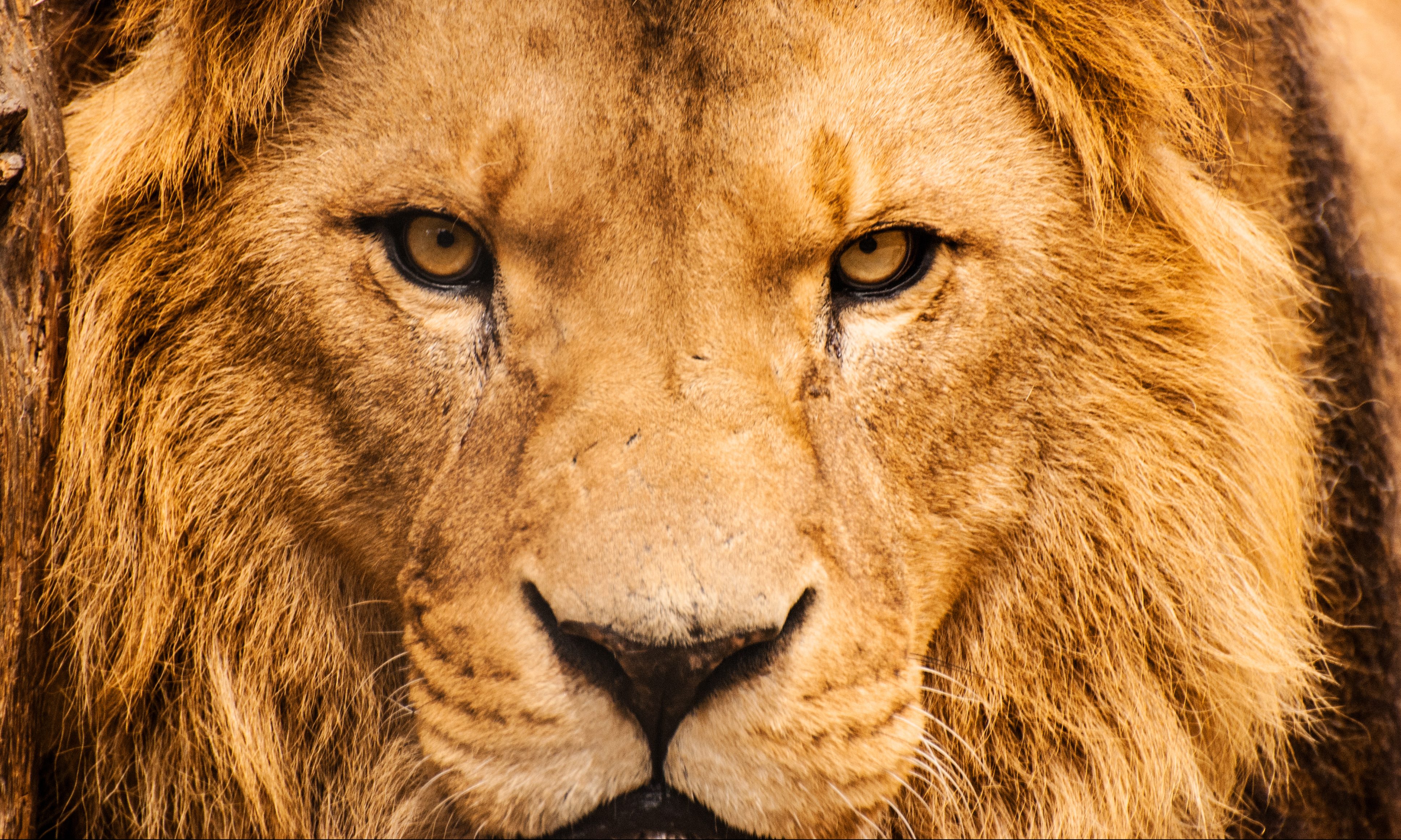 A time for lions, not sheep