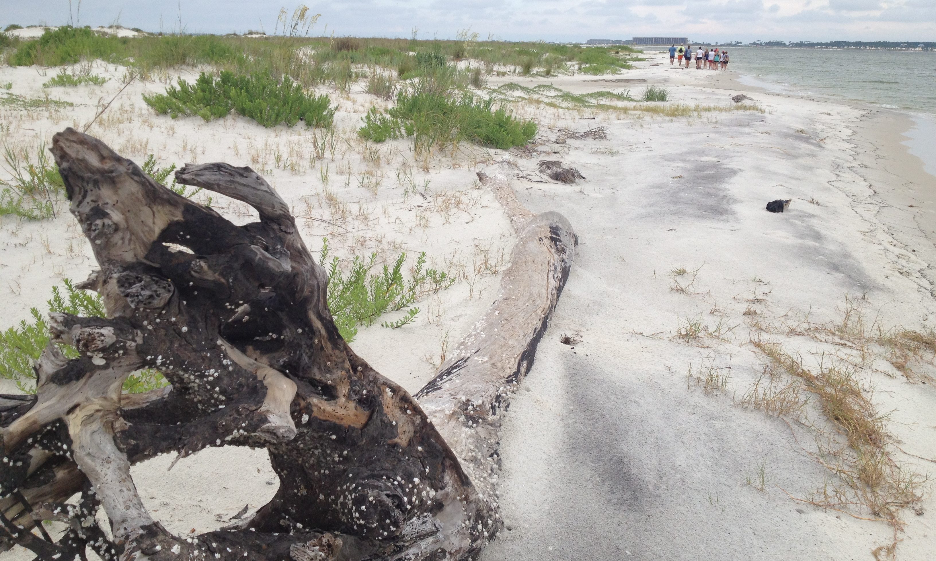 Dauphin Island has one of the world’s newest, best beach walks