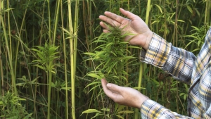 How HB445 will force Alabama’s hemp businesses to adapt