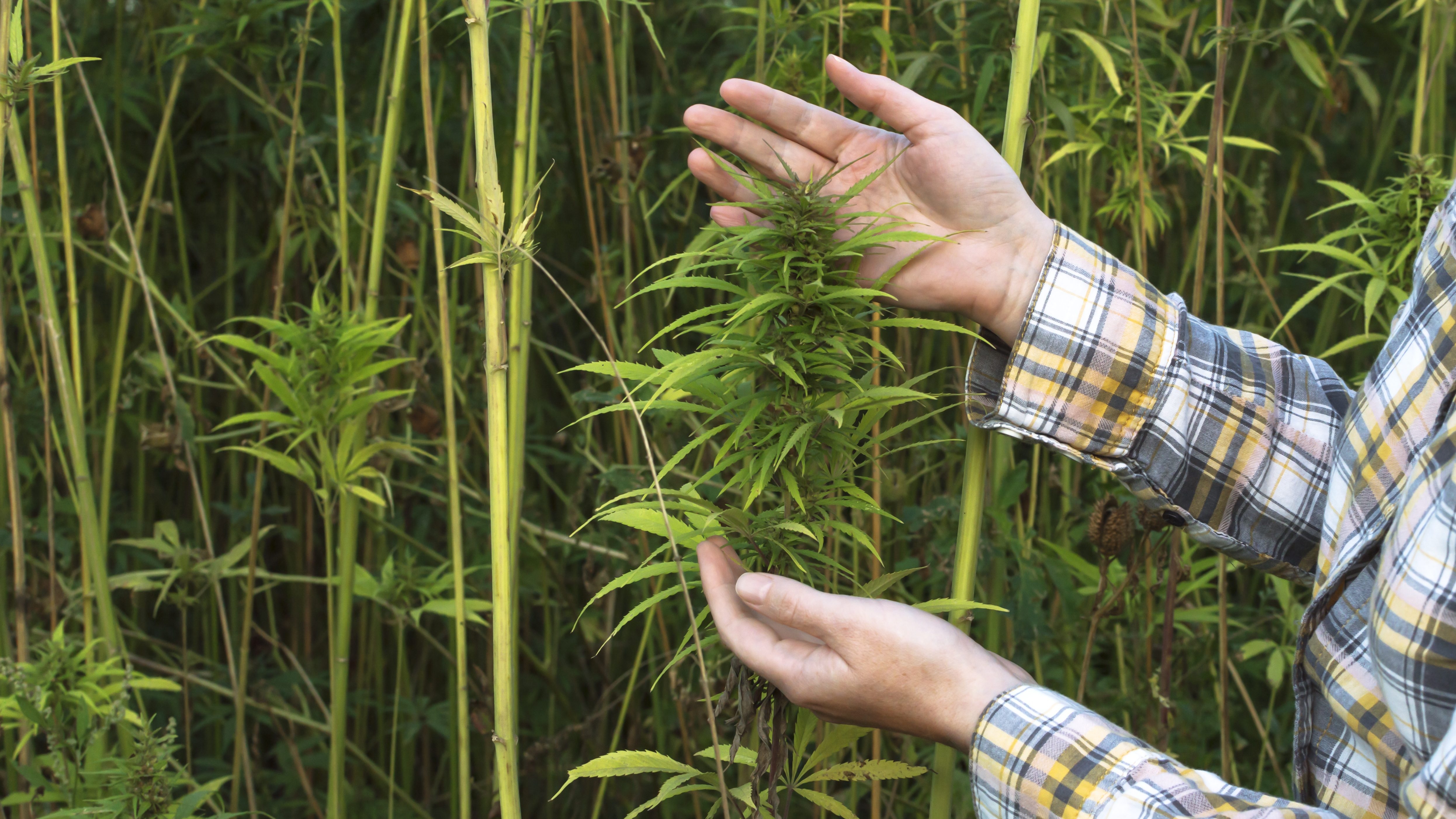 How HB445 will force Alabama’s hemp businesses to adapt