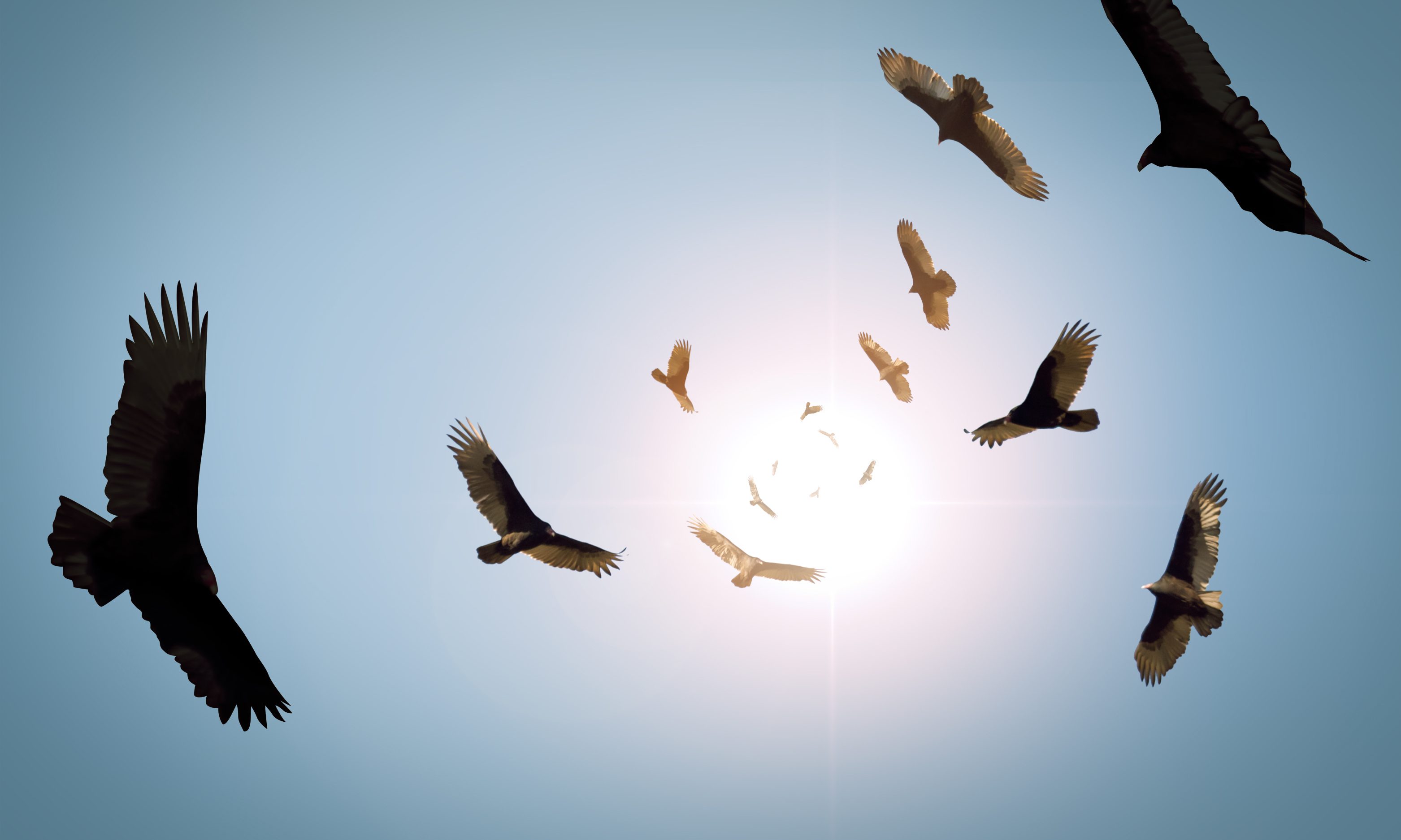 Promises give way to buzzards’ feast