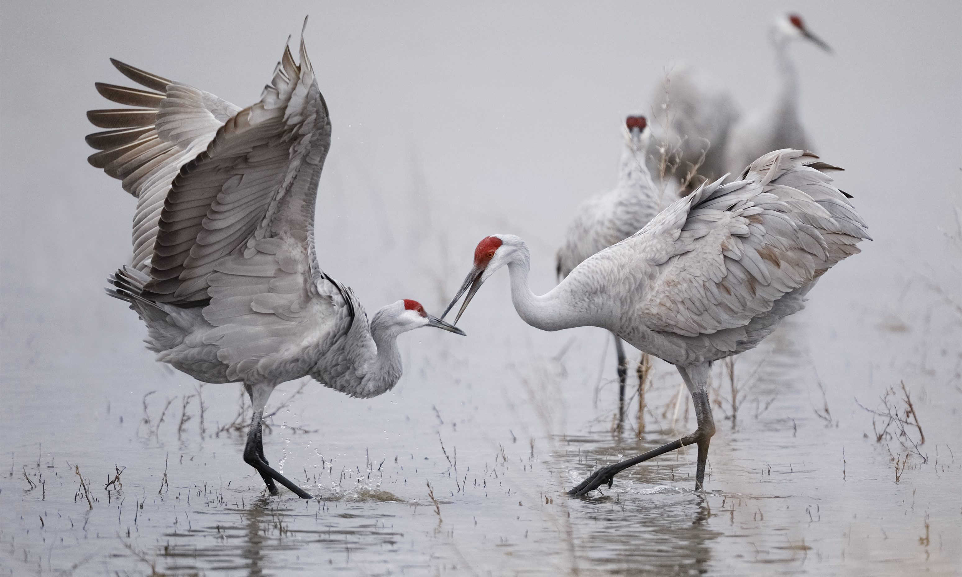 Alabamians can hunt sandhill cranes for the first time since 1916