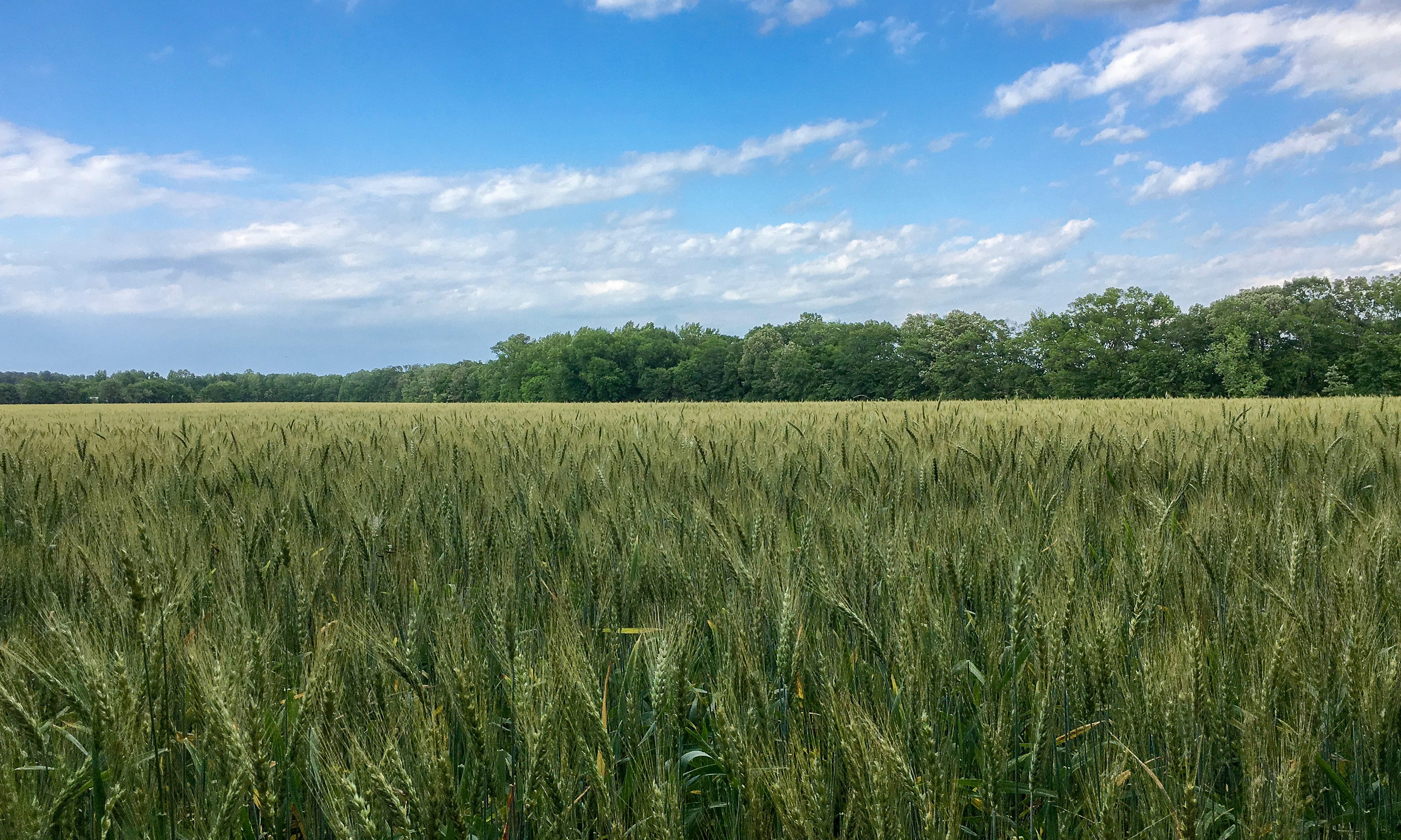 Natural disaster aid applications open Wednesday for farmers