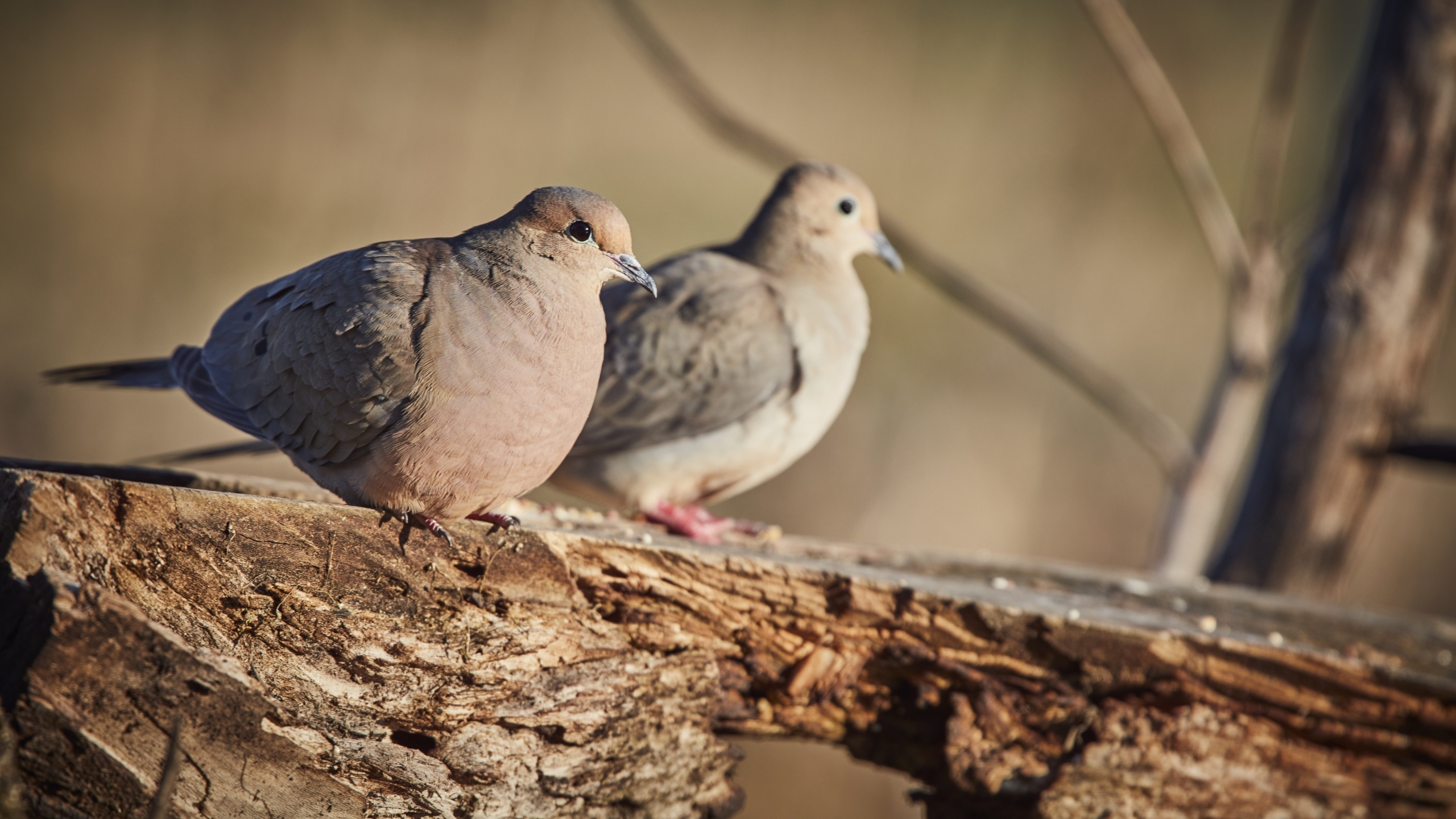 Dove season begins in most Alabama counties on Saturday