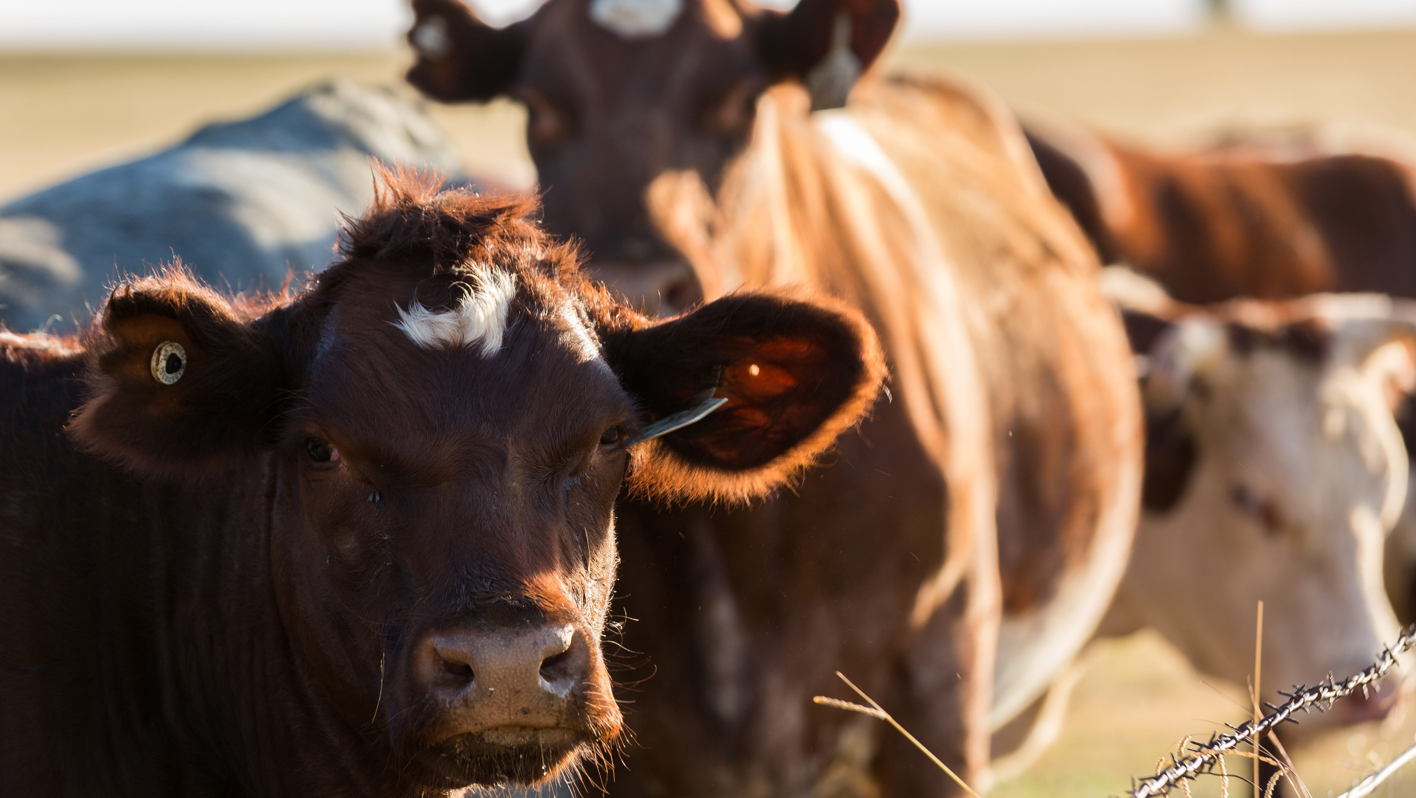Ag commissioner concerned about collapsing cattle prices