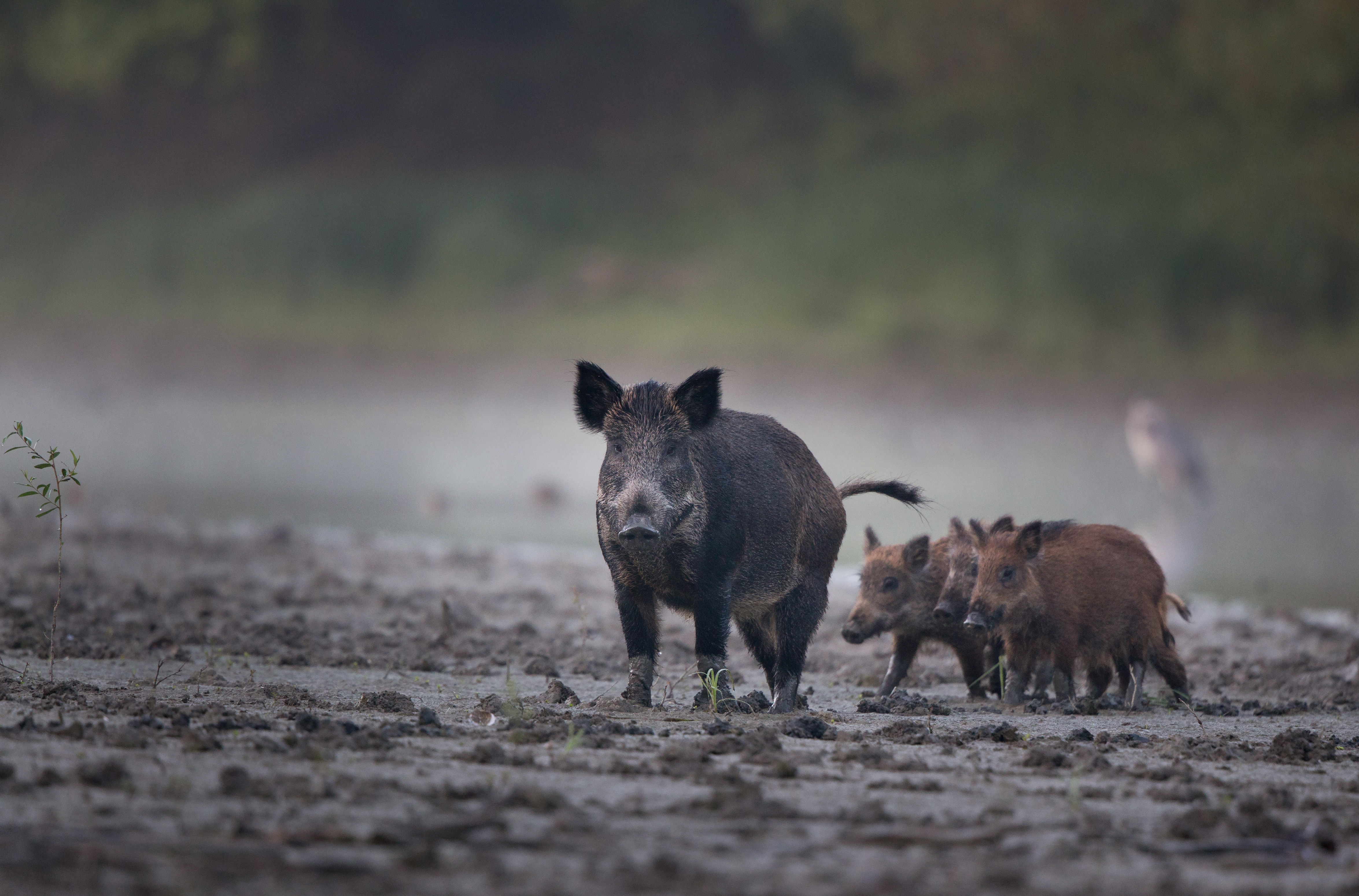 USDA provides money to deal with wild hogs