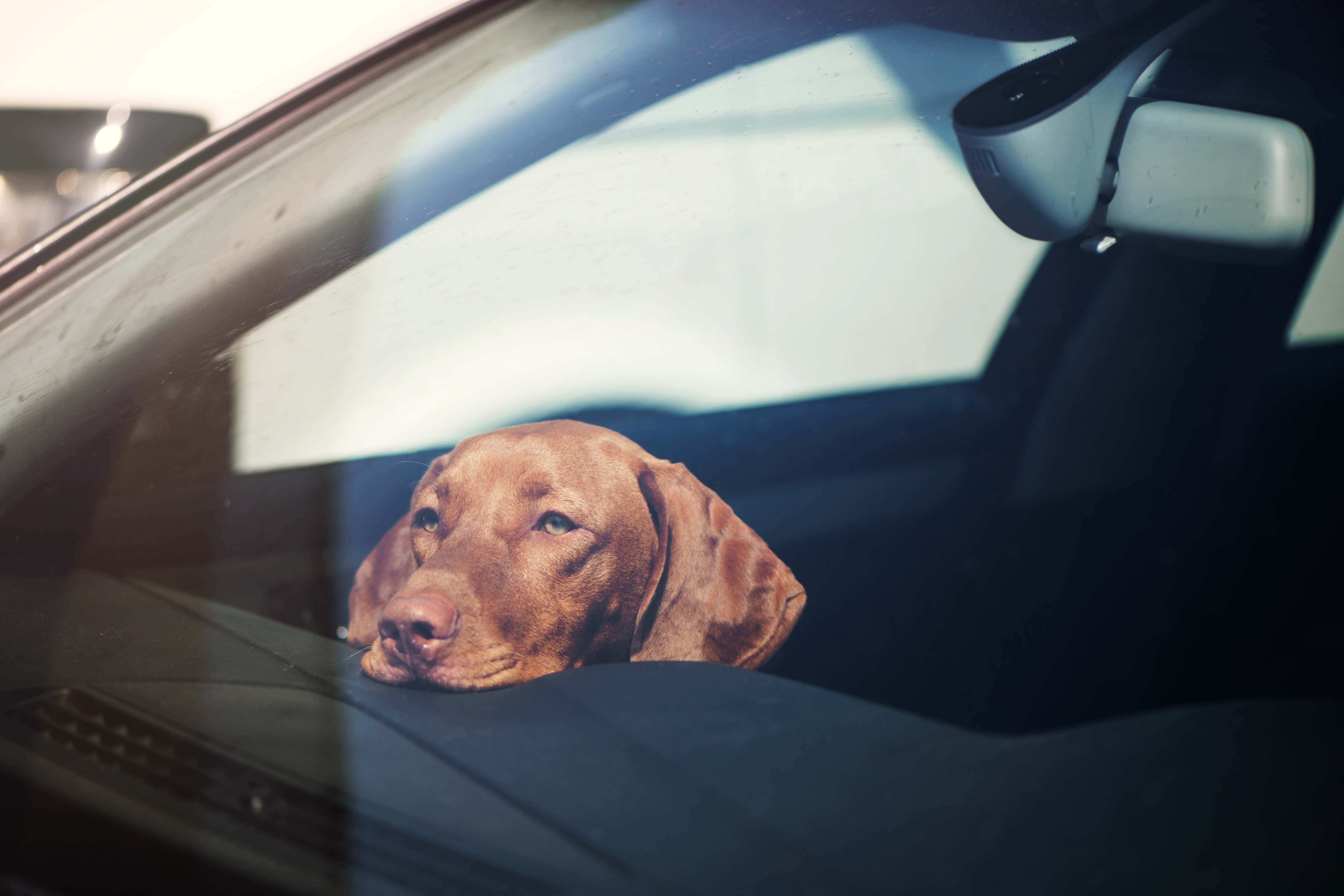 Legislation may harm pets locked in hot cars, not help, vets and advocates say