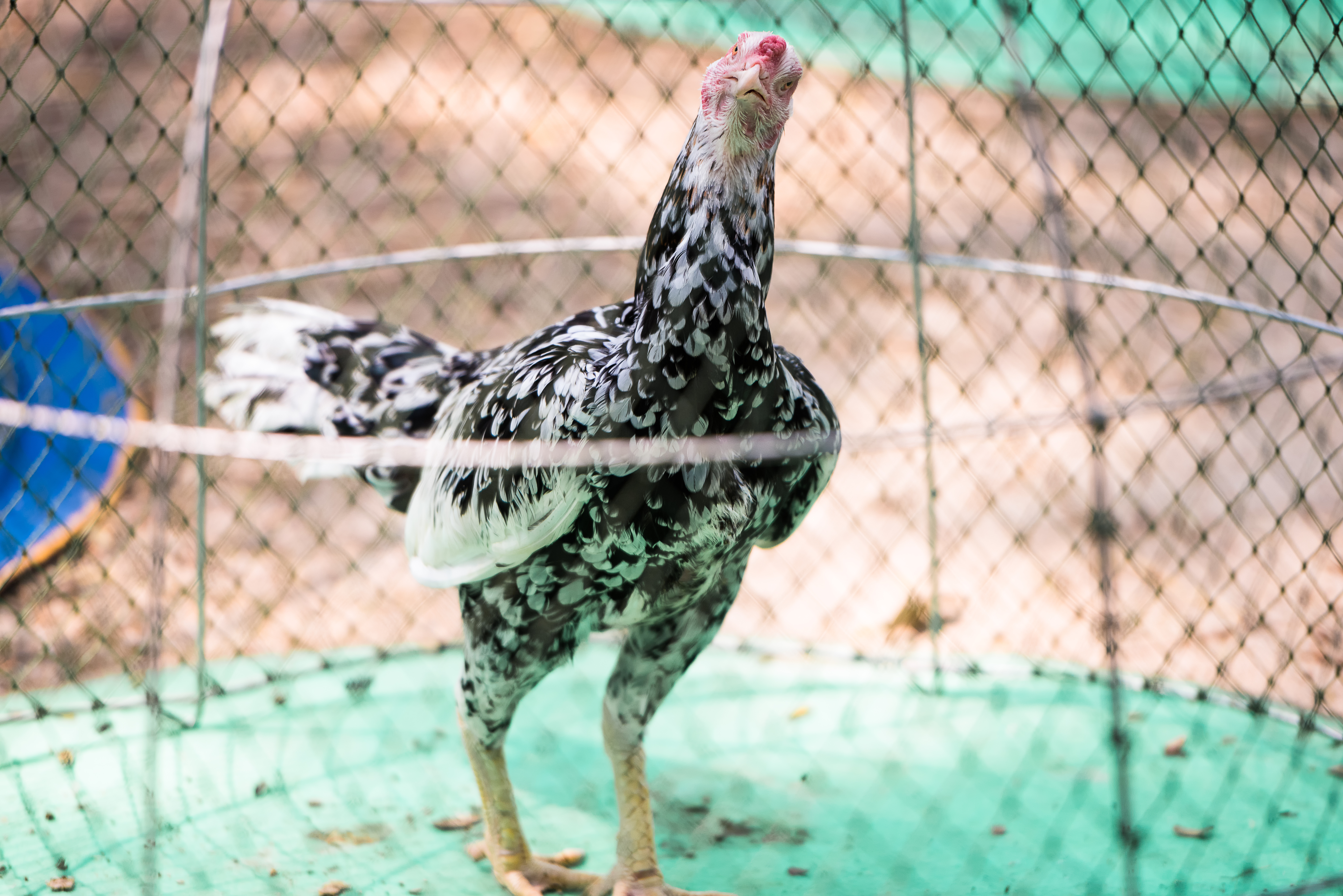 Animal Cruelty Enforcement Act would help stamp out illegal cockfighting