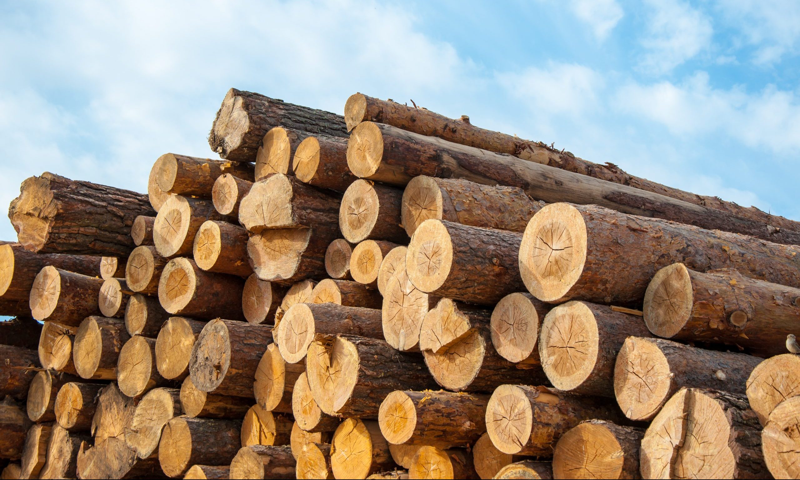 Alabama timber groups applaud $10 million in coronavirus relief