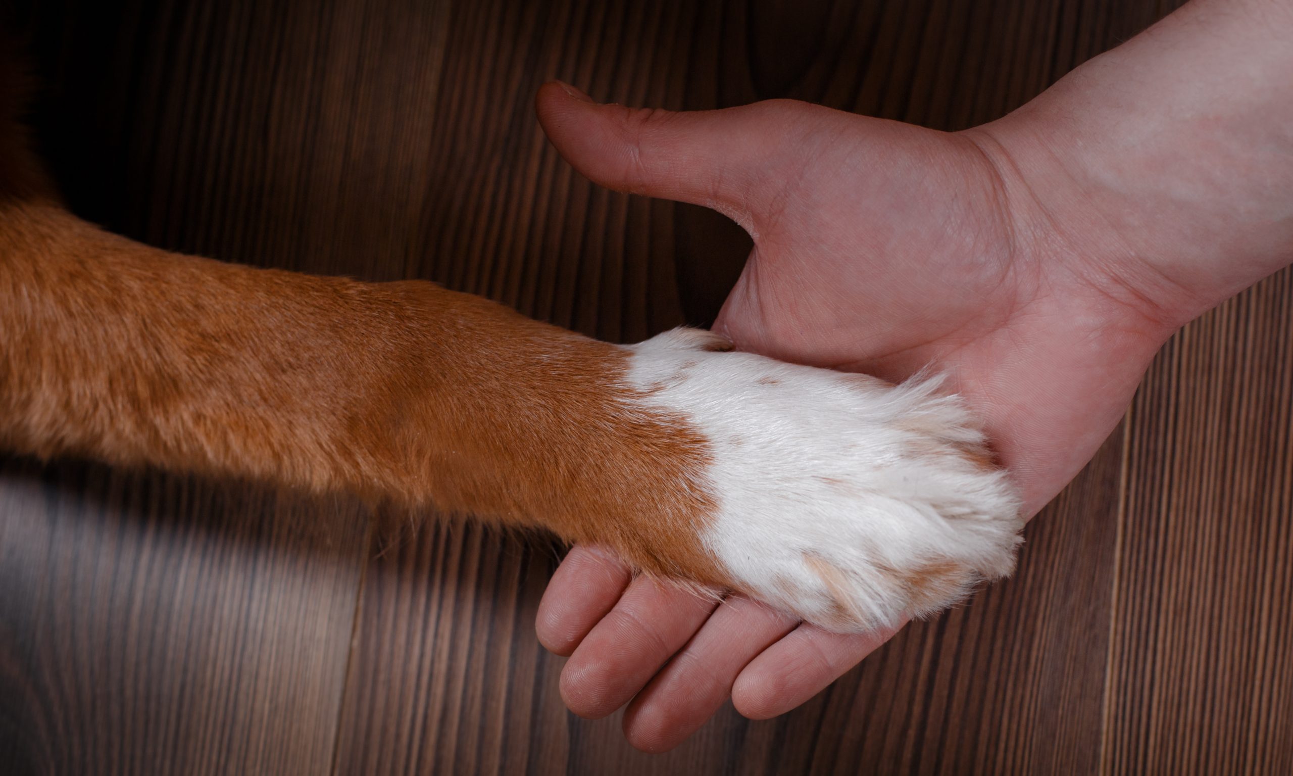 Governor awards grant to expand court facility dog program
