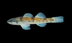 Fish and Wildlife Service designates critical habitat for the threatened trispot darter