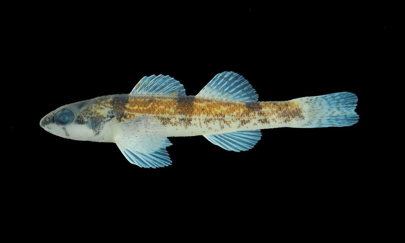 Fish and Wildlife Service designates critical habitat for the threatened trispot darter