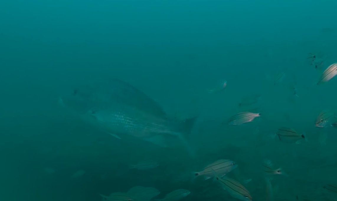 Byrne introduces bill to protect underwater forest