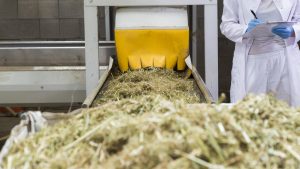 Amendment potentially harmful to hemp industry removed by Senate