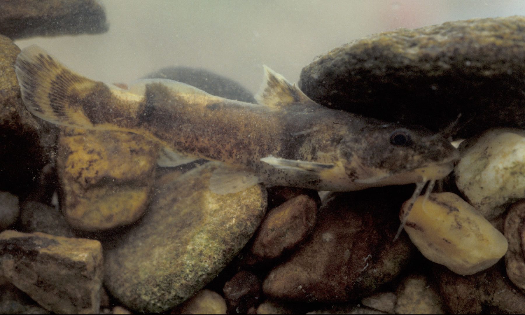 Fish and Wildlife Service proposes to list frecklebelly madtom as threatened under the Endangered Species Act