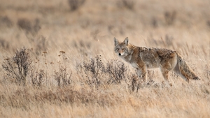 Alabama House passes bill to allow Alabamians to hunt coyotes, hogs at night