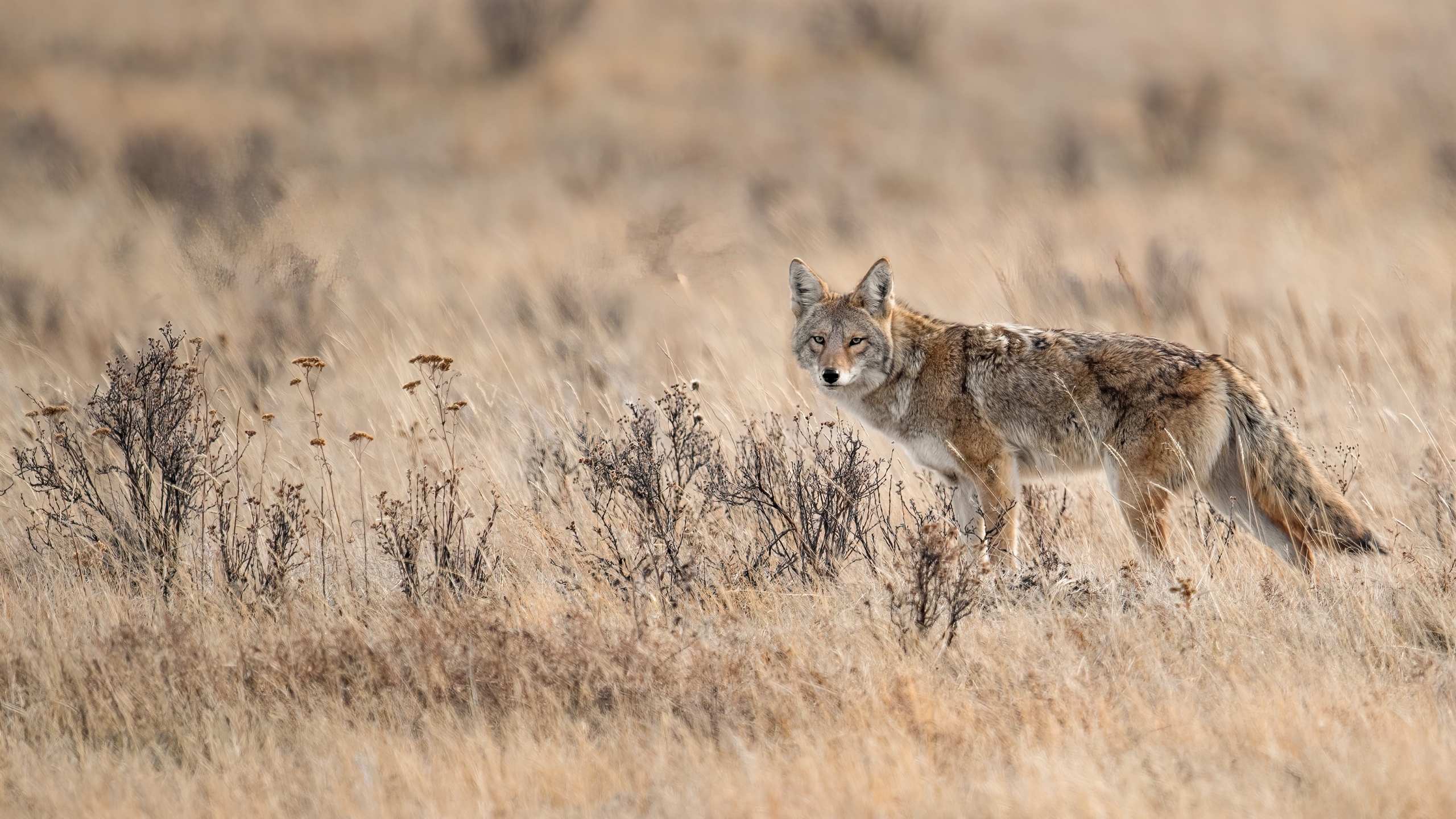 Governor signs bill to allow hunters to hunt feral swine, coyotes at night