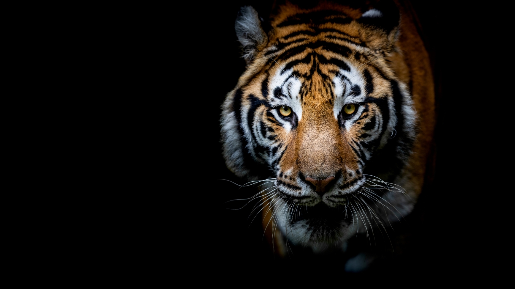 Big Cat Public Safety Act