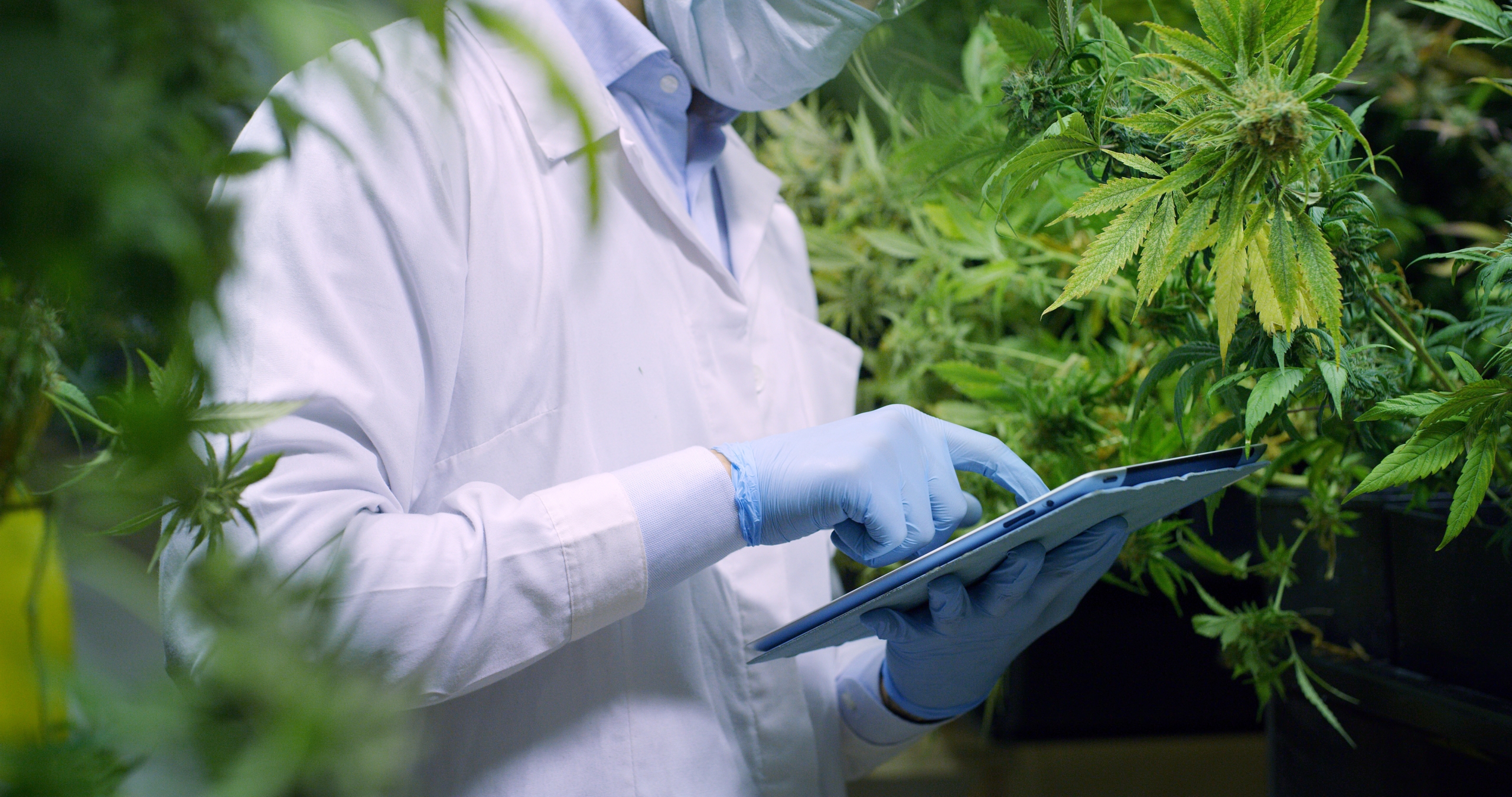 Medical Cannabis Commission doctor details product mixes, costs