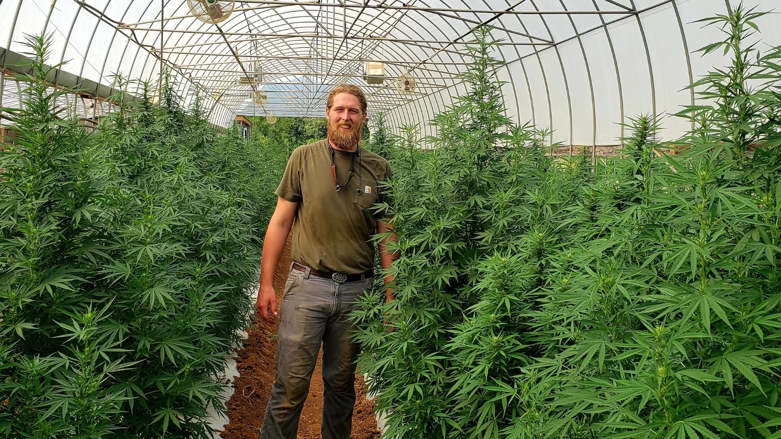 Hopeful medical cannabis supplier joins AMCC as defendant in licensure process suit