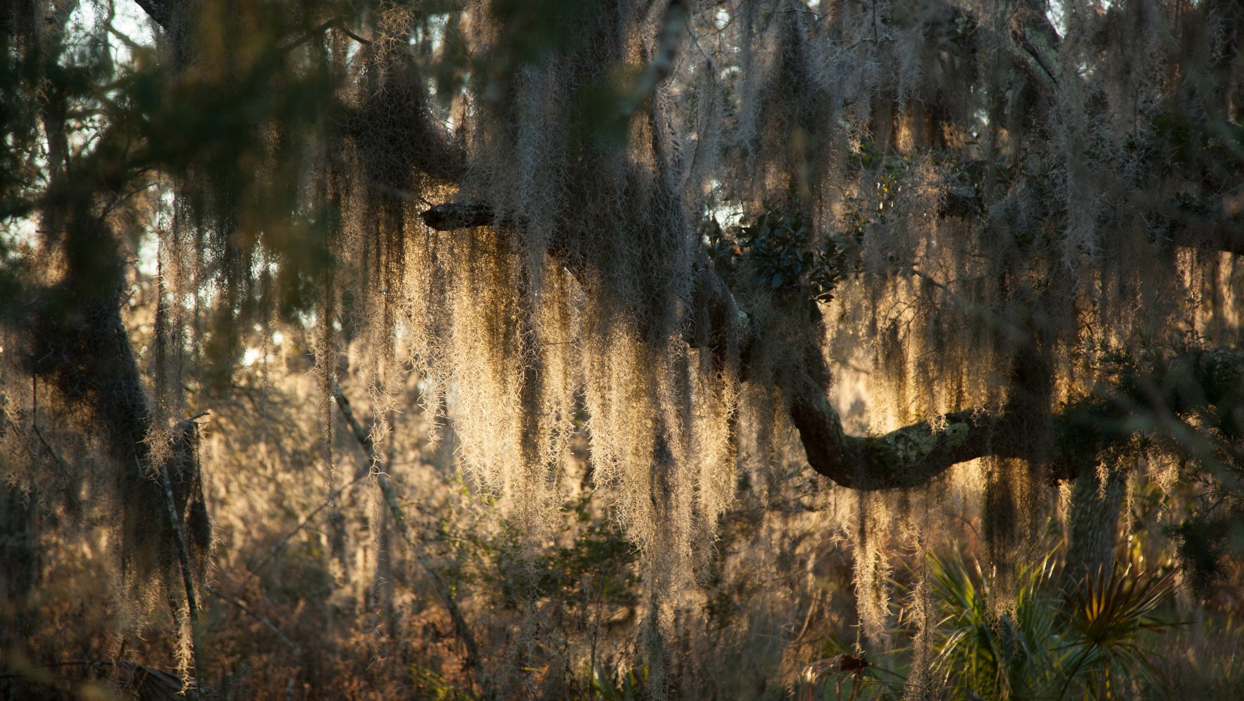 Live Oak: Reckoning with Alabama’s Confederate ghosts