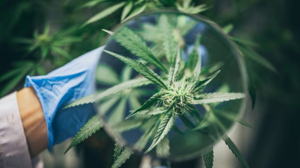 Bush Flowering herb hemp with seeds and flowers. Concept breeding of marijuana, cannabis, legalization.