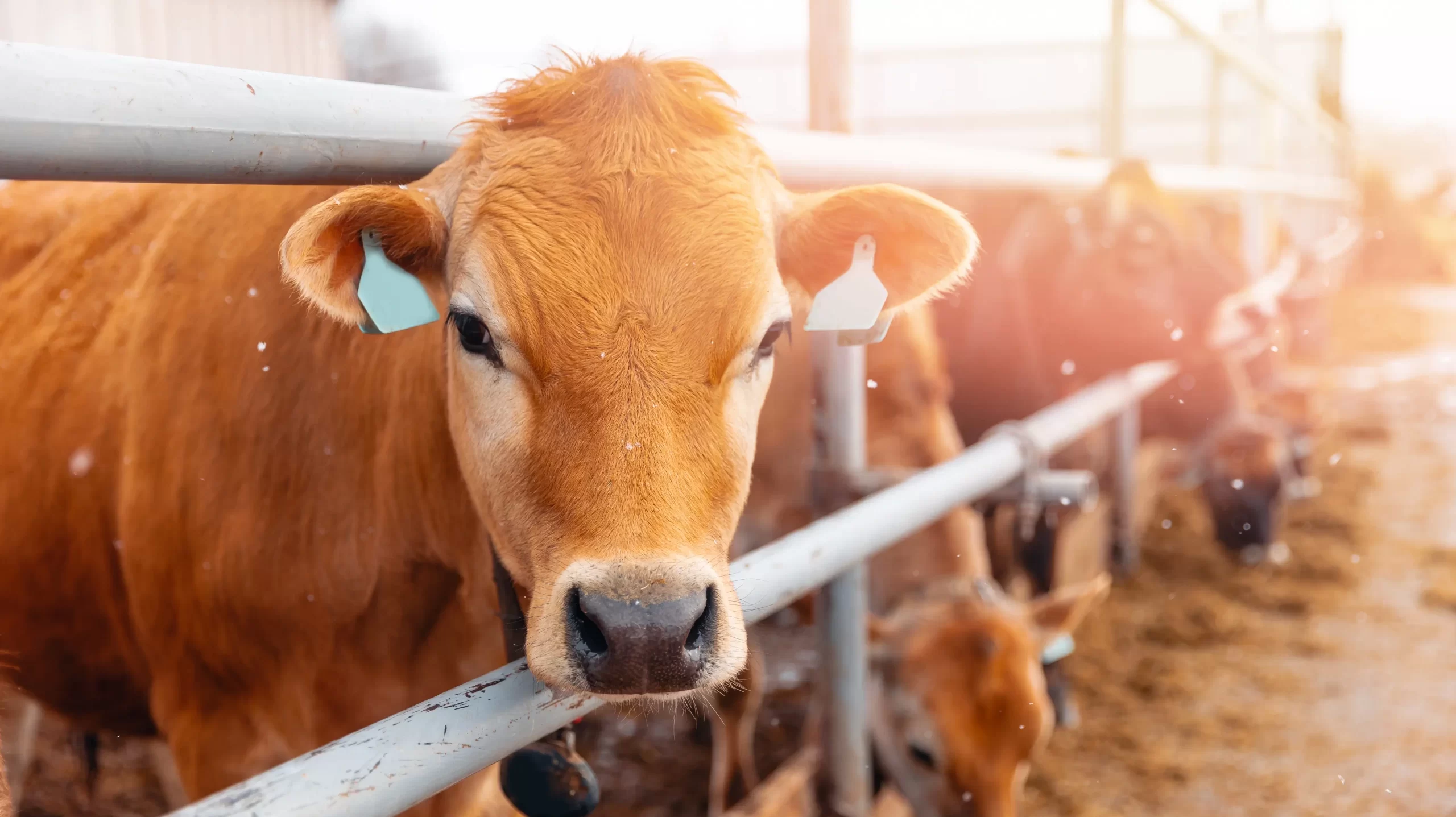 Ala. Dept. of Agriculture and Industries issues biosecurity measures for livestock shows