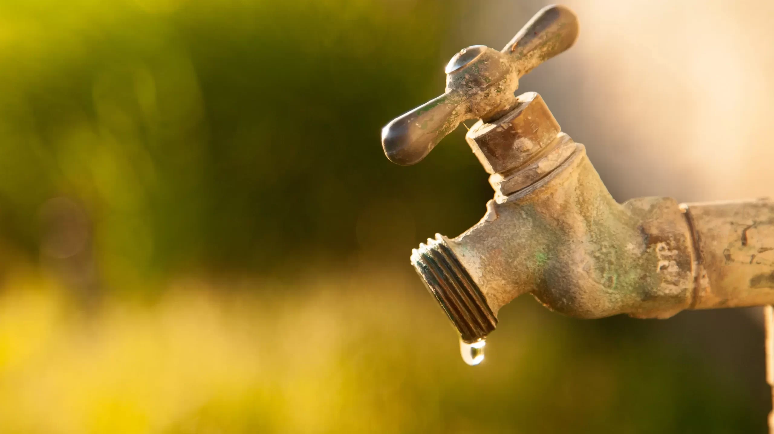 State continues to face dry conditions, pine beetle outbreak despite July rainfall