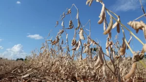 USDA names three Alabama counties as primary natural disaster areas