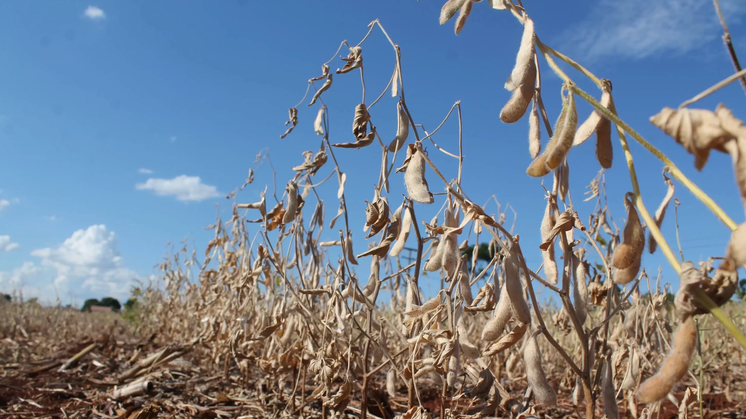 USDA names three Alabama counties as primary natural disaster areas