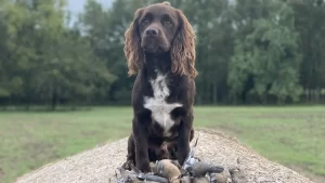 Best Black Belt Sporting Dog Photo Contest returns for 2025