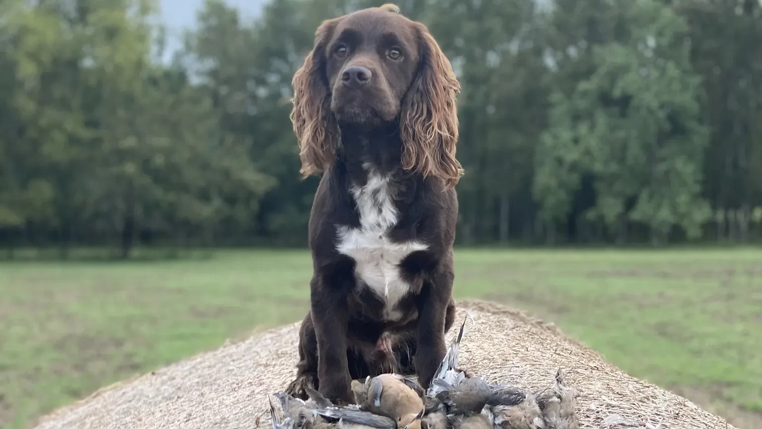 Best Black Belt Sporting Dog Photo Contest returns for 2025