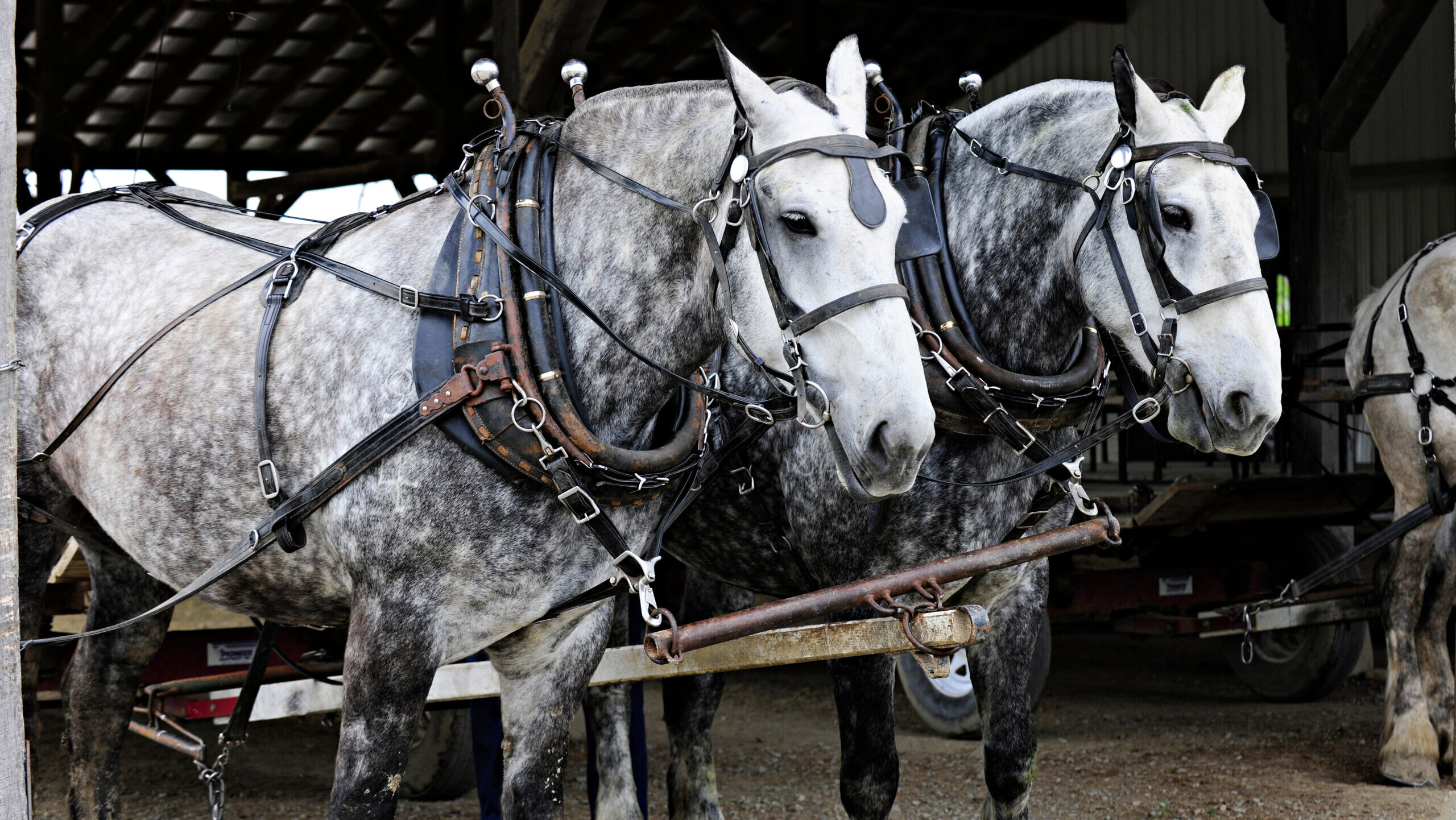 Alabama’s problem with show ponies and the urgent need for workhorses