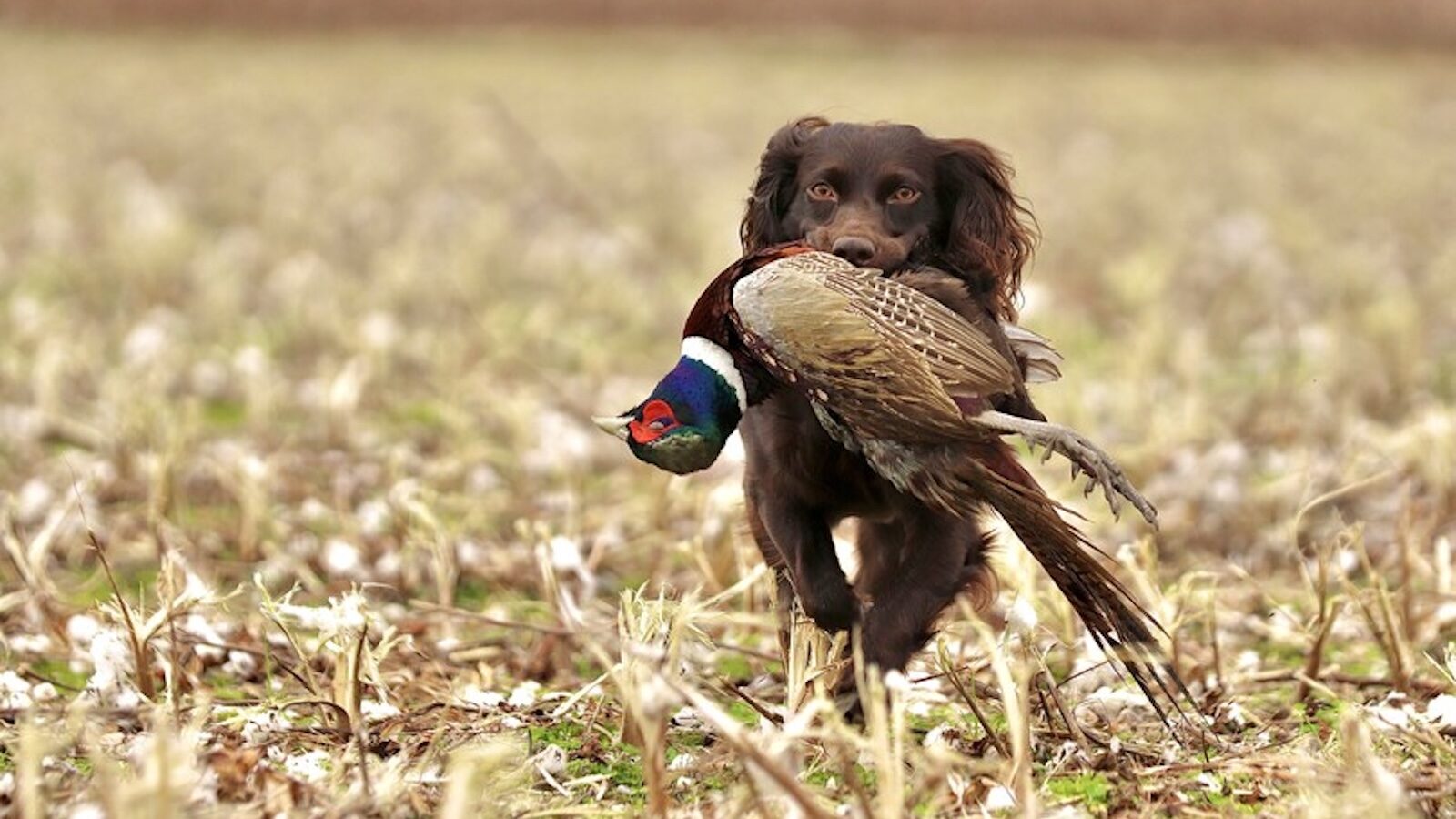 ALBBAA announces winner of 2025 Sporting Dog Photo Contest