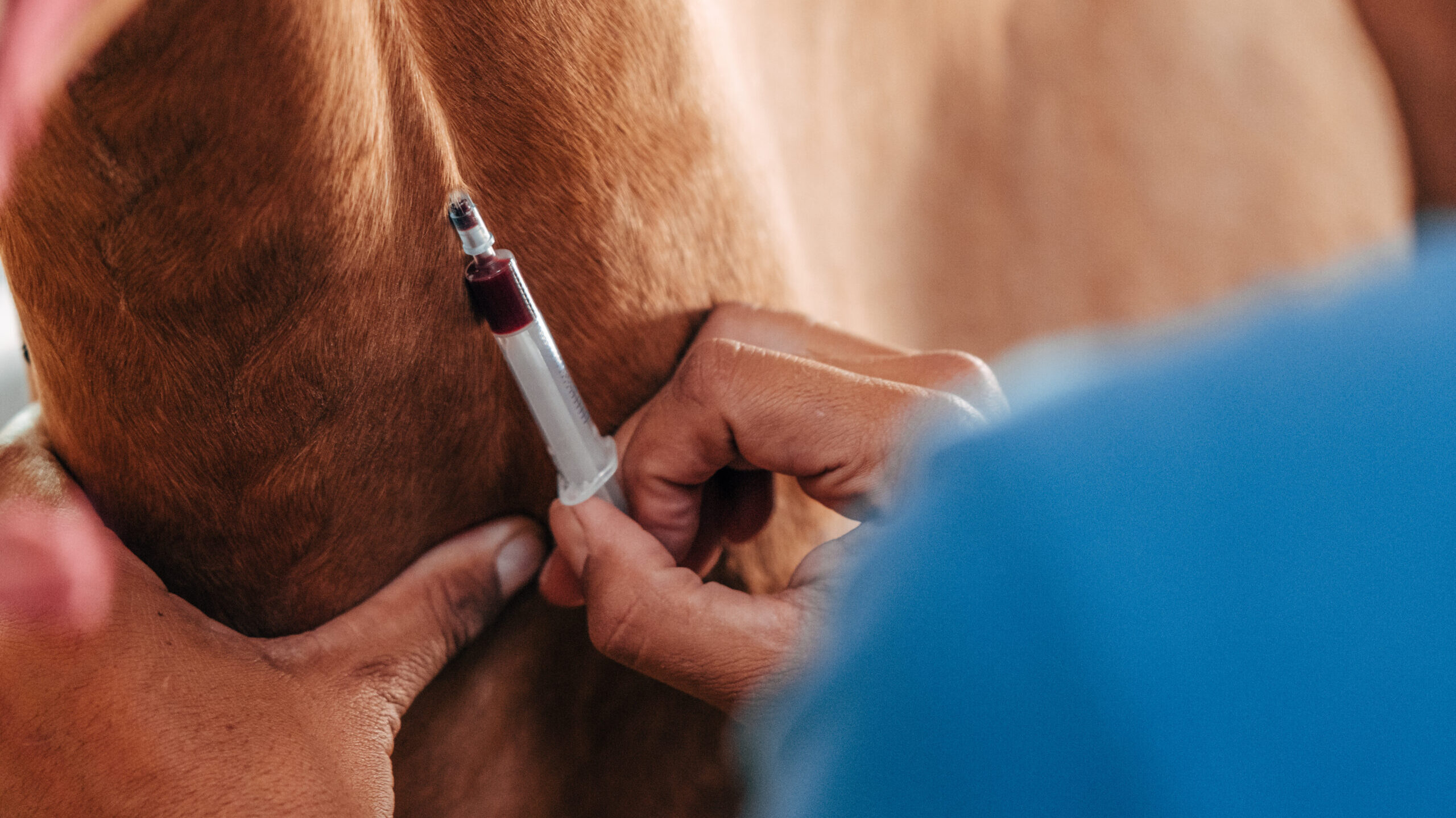 ADAI encourages horse owners to vaccinate for Eastern Equine Encephalitis, West Nile Virus