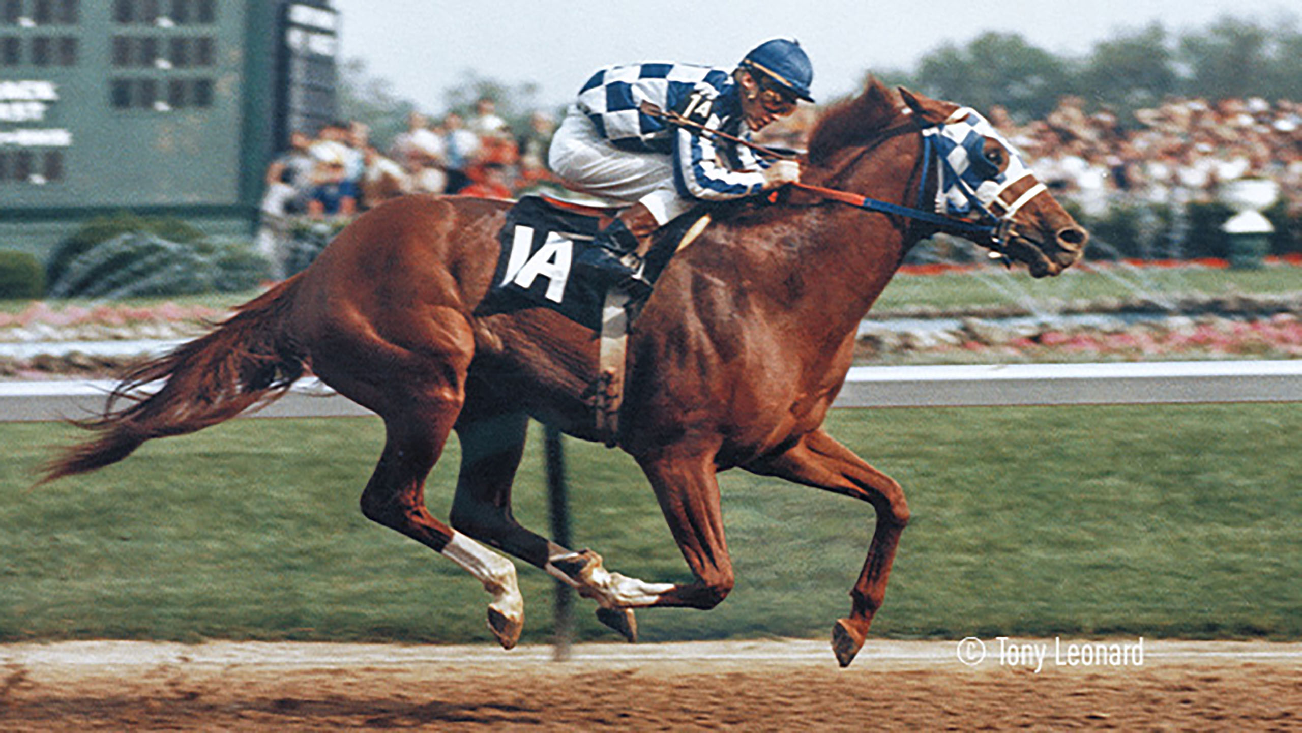Secretariat and the Wiregrass
