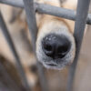 dog at the shelter