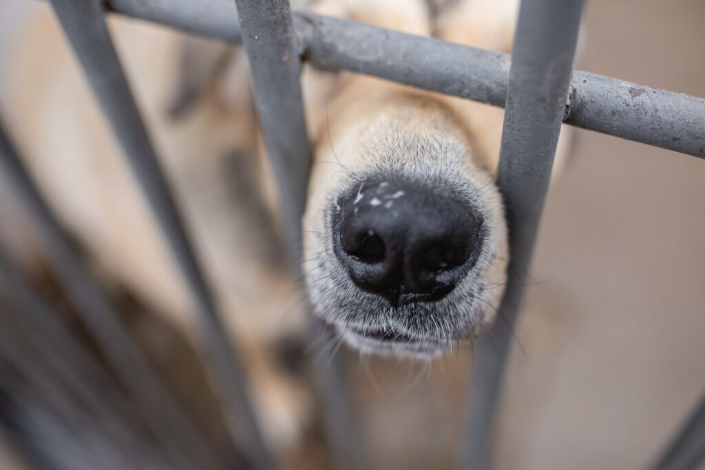 dog at the shelter