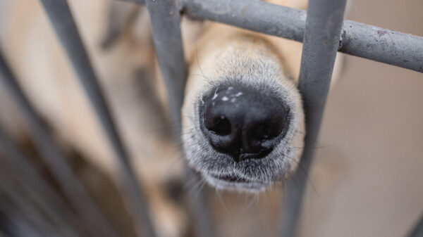 dog at the shelter