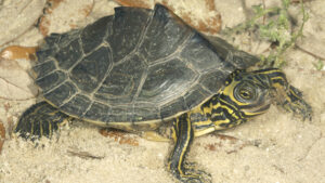 Trump admin to strip “look-alike” protections from three Alabama turtle species